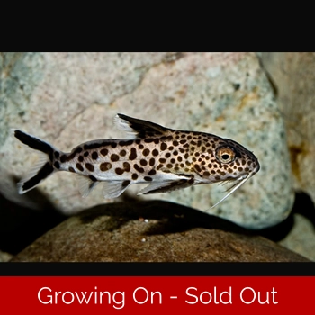 1 x Synodontis mul..