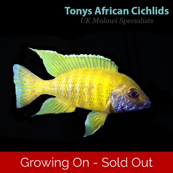 4 x F2 Aulonocara baenschi B..