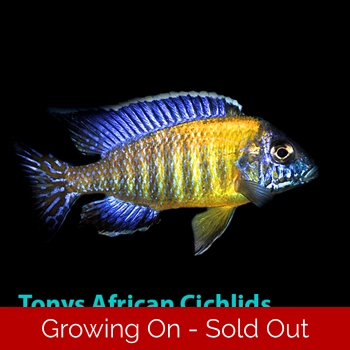 4 x Aulonocara blu..