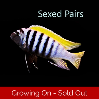 MALE ONLY, Cynotilapia afra ..