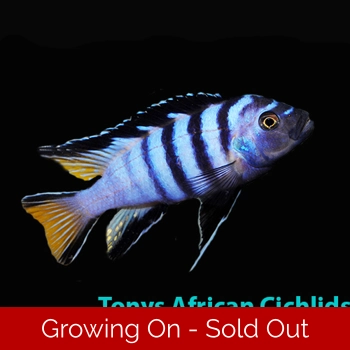 4 x Pseudotropheus elongatus..