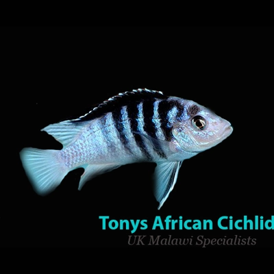 4 x 3-4cm Labidochromis chisumulae 4 x 3-4cm Labidochromis chisumulae