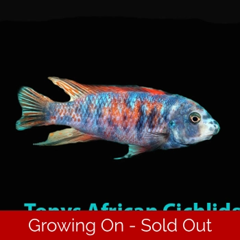 4 x ,OB Labeotroph..