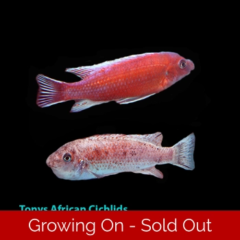 4 x 4-6cm Labeotro..