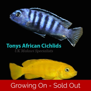 4 x 3-4cm Pseudotropheus sau..