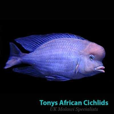 Cyrtocara Moori PAIR 8-10cm/4-5" BACK IN STOCK