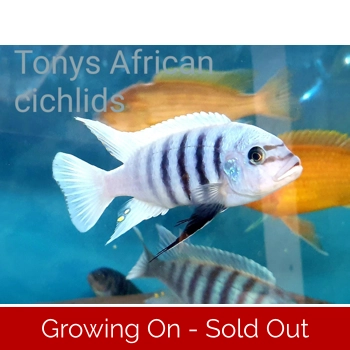 4 x 3-4cm F2 Metri..