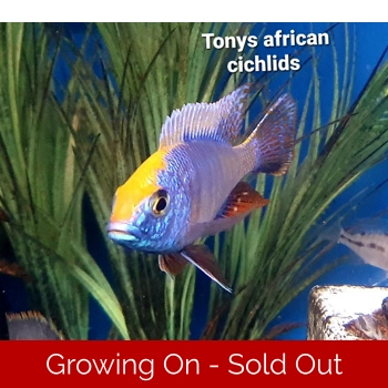 Sexed coloured pair, Protome..