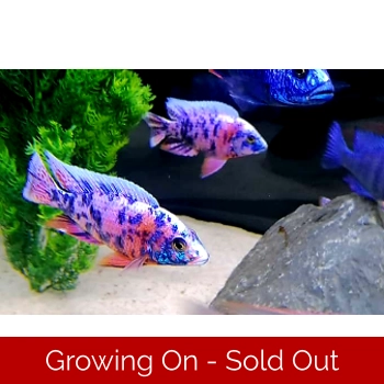 PAIR HALF COLOURED SEXED - O..