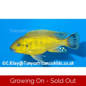 Sexed pair 10-12cm Pseudotro..