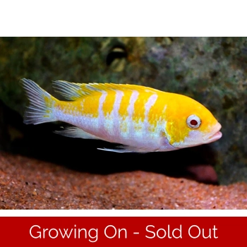 2 x Albino cynotilapia Afra ..