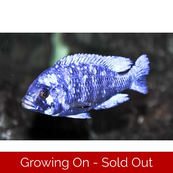 MALE ONLY, F2 Placidoch..