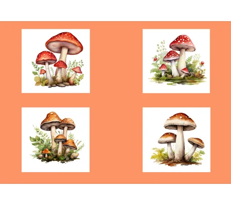 Mushrooms Greeting Card - Pack of 4