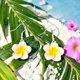 Peach Frangipani Flower Earrings