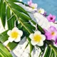 White Frangipani Flower Earrings