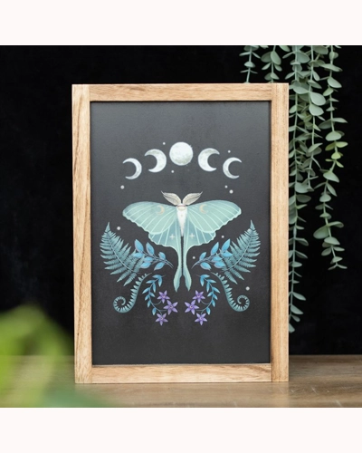 Luna Moth Framed Wall Art Print Luna Moth Framed Wall Art Print