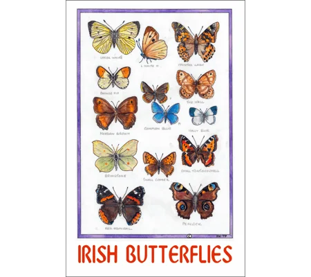 IRISH BUTTERFLIES