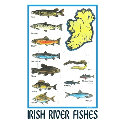 IRISH RIVER FISHES