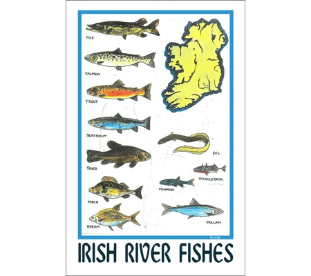 IRISH RIVER FISHES