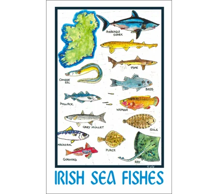 IRISH SEA FISHES