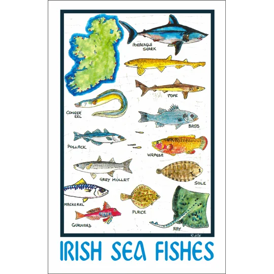 IRISH SEA FISHES