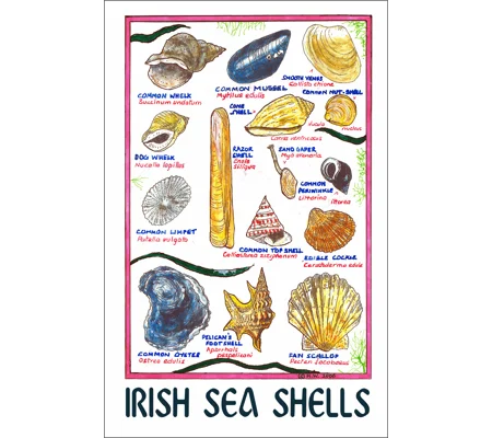 IRISH SEA SHELLS