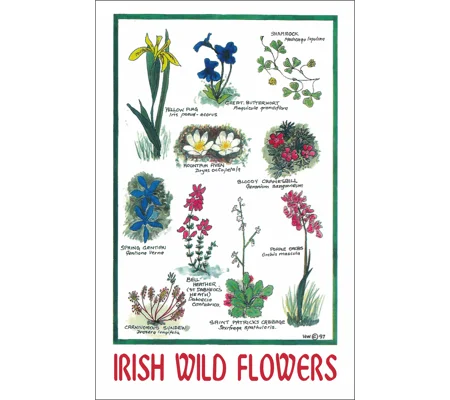 IRISH WILD FLOWERS