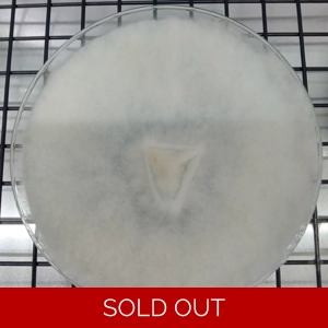 Beech Agar Plate