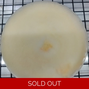 Cordyceps Agar Plate