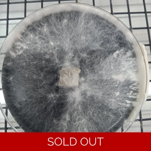 Lions Mane Agar Plate
