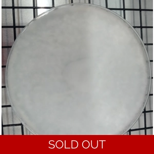 Oyster (king) Agar Plate