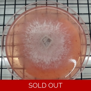 Puffball Agar Plate