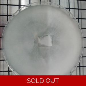 Reishi Agar Plate