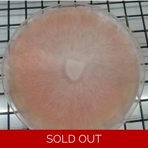 Shiitake Agar Plate