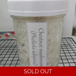Chestnut Grain Jar