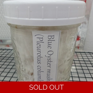 Oyster (blue) Grain Jar