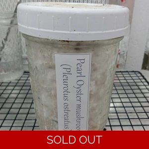 Oyster (pearl) Grain Jar