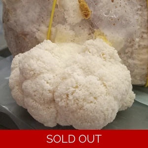 Lions Mane Fruiting Bag