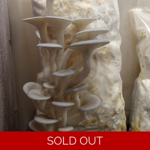 Oyster (blue) Fruiting Bag