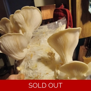 Oyster (pearl) Fruiting Bag