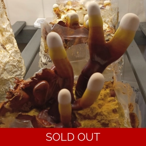 Reishi, Lions Mane, and Cordyceps Tincture (2 oz.)