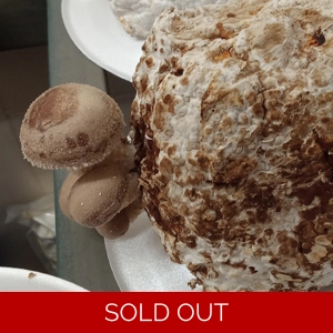 Shiitake Fruiting Bag