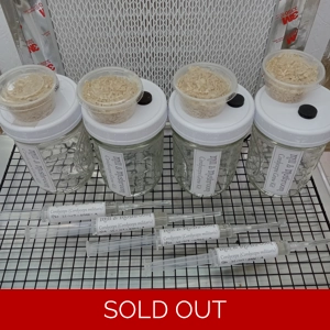 Cordyceps Grow Kit (4 pack)