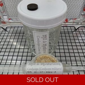 Cordyceps Grow Kit (single)