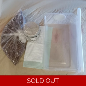 Mono-tub Grow Kit (shoebox with colonized grains)