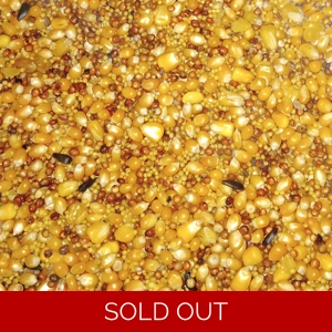 Sterile Grain Jar (1-pint x 4)