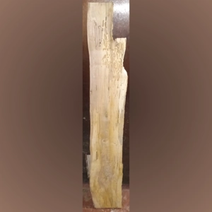 Spalted Maple (1-3/8