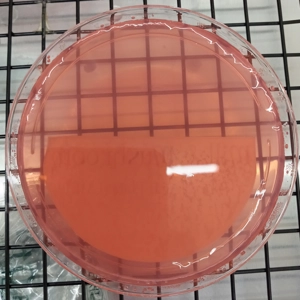Poured Agar Plates (5 pack) (LME)