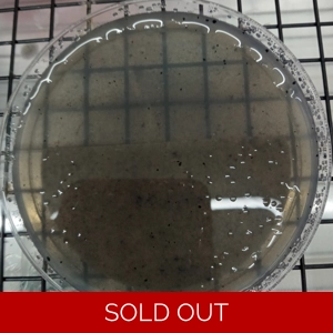 Poured Agar Plates (5 pack) (Mega Mix)