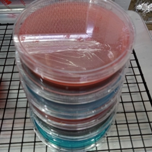 Poured Agar Plates (6 pack) (2 of each)
